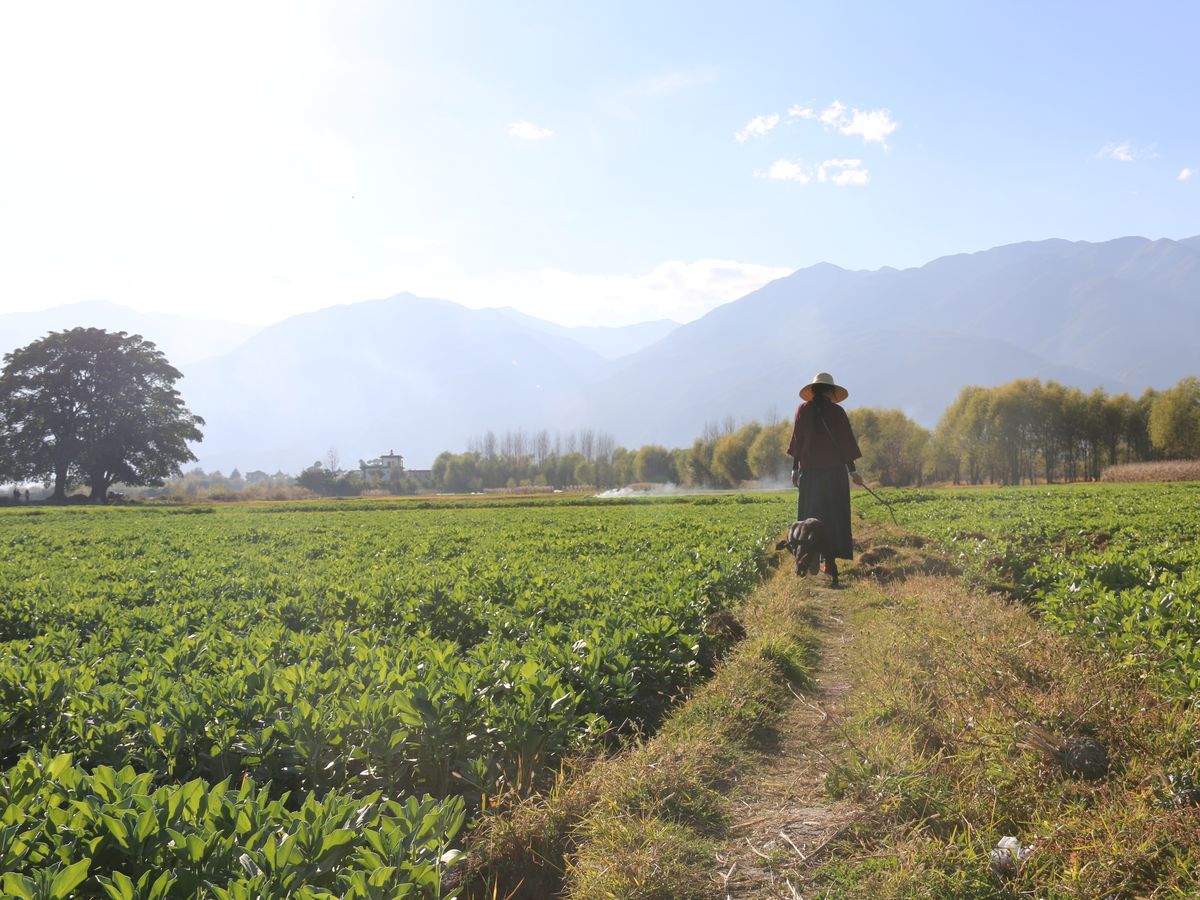 田埂上的小路 / A path between the fields