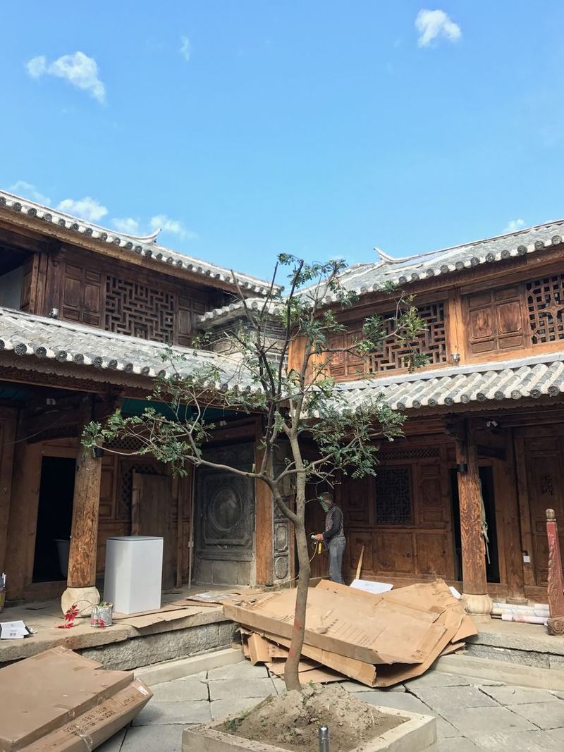 院子里栽下的那棵树 / The tree planted in the courtyard