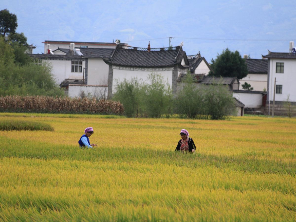 稻田和白族民居 / Rice fields and Bai houses