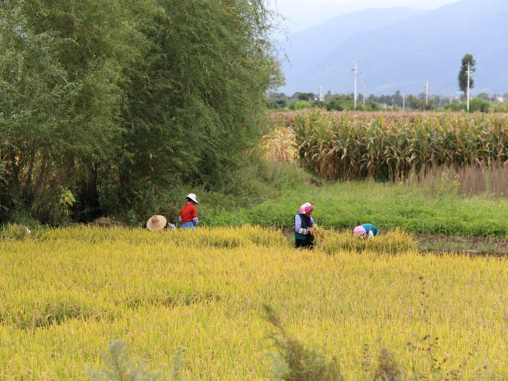 稻田里劳作的人 / Working the rice fields